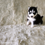 ポンスキー子犬ID()サムネイル画像2