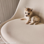 ポンスキー子犬ID()サムネイル画像1