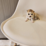 ポンスキー子犬ID()サムネイル画像4