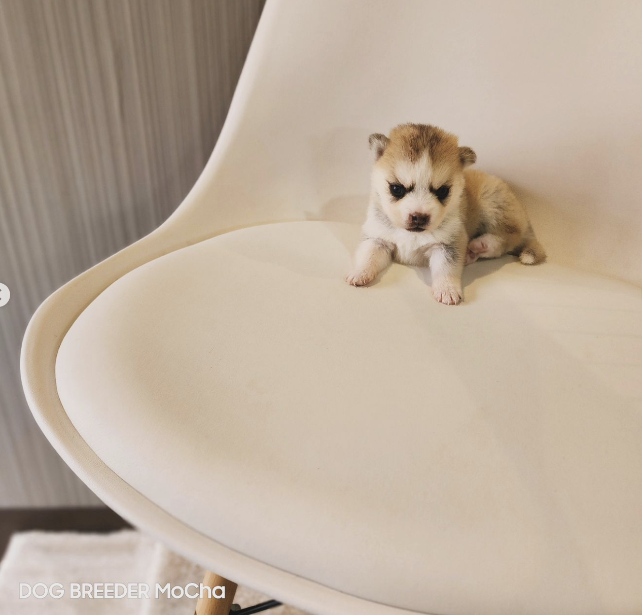 ポンスキー子犬ID()画像4