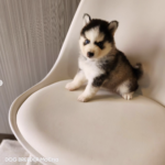 ポンスキー子犬ID()サムネイル画像3