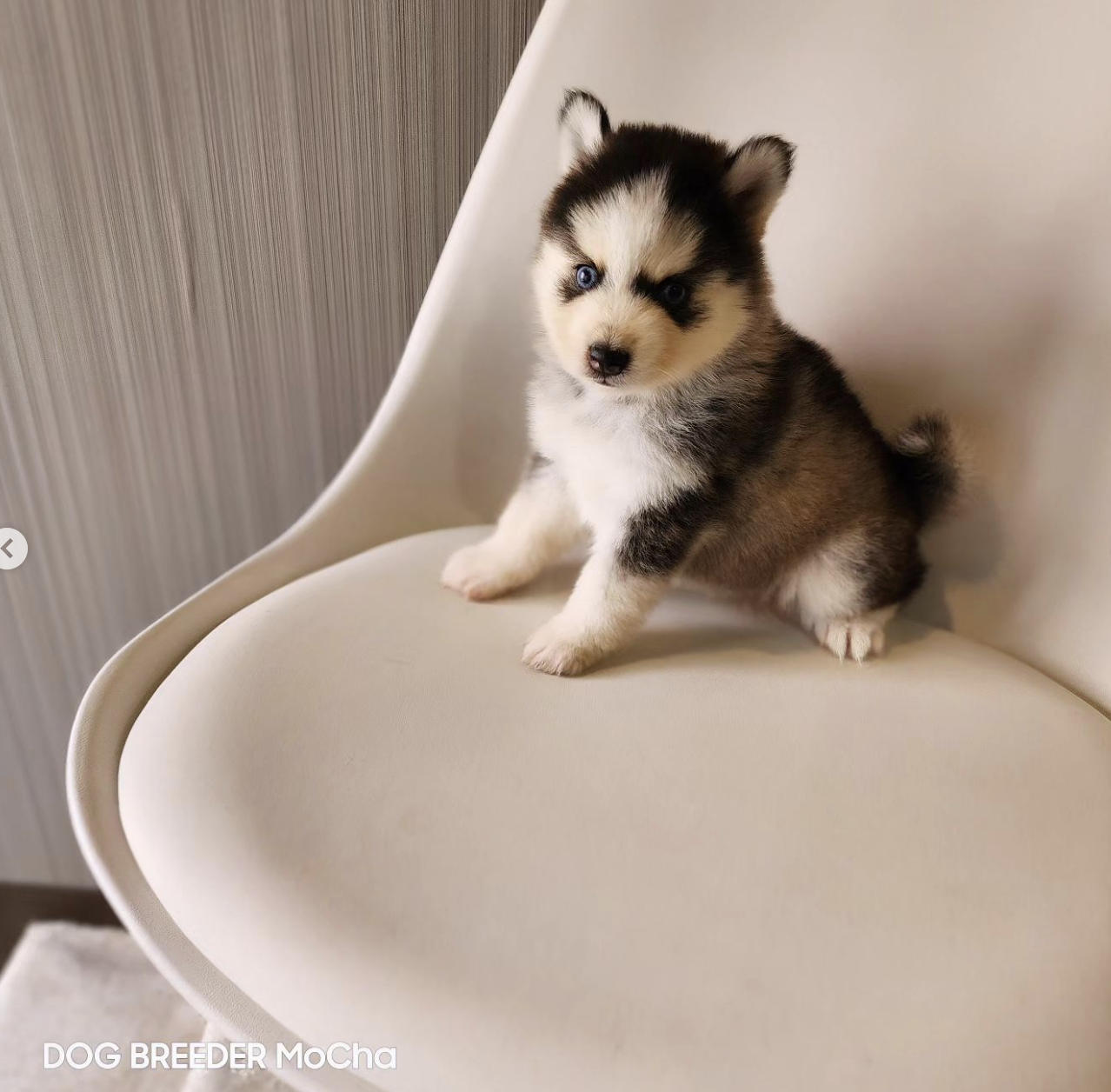 ポンスキー子犬ID()画像3