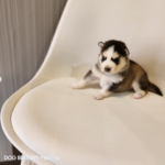 ポンスキー子犬ID()サムネイル画像2