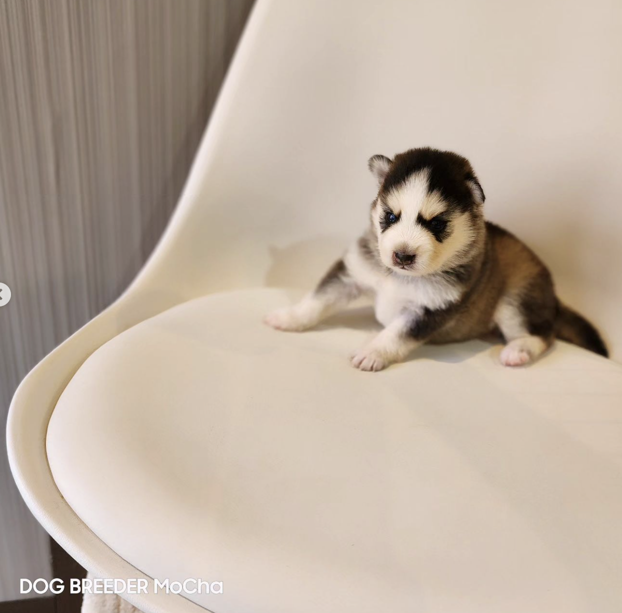 ポンスキー子犬ID()画像2