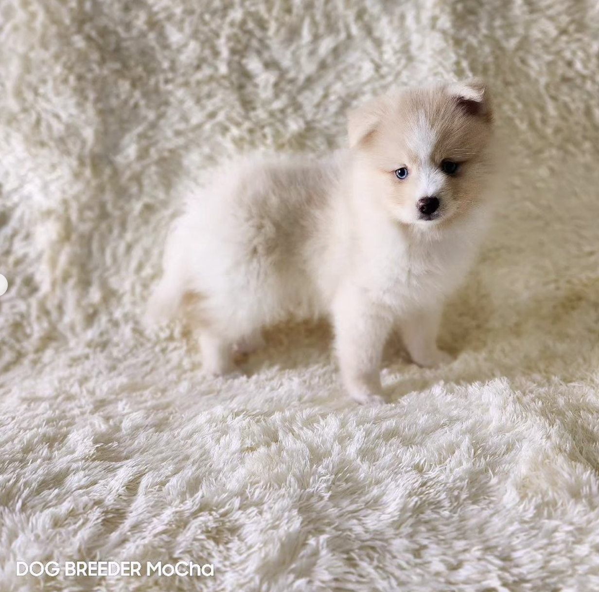 ポンスキー子犬ID()画像3