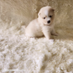 ポンスキー子犬ID()サムネイル画像1