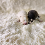ポンスキー子犬ID()サムネイル画像4