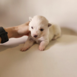 ポンスキー子犬ID()サムネイル画像3
