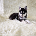 ポンスキー子犬ID()サムネイル画像1