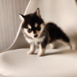 ポンスキー子犬ID()サムネイル画像2