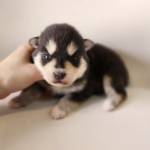 ポンスキー子犬ID()サムネイル画像3