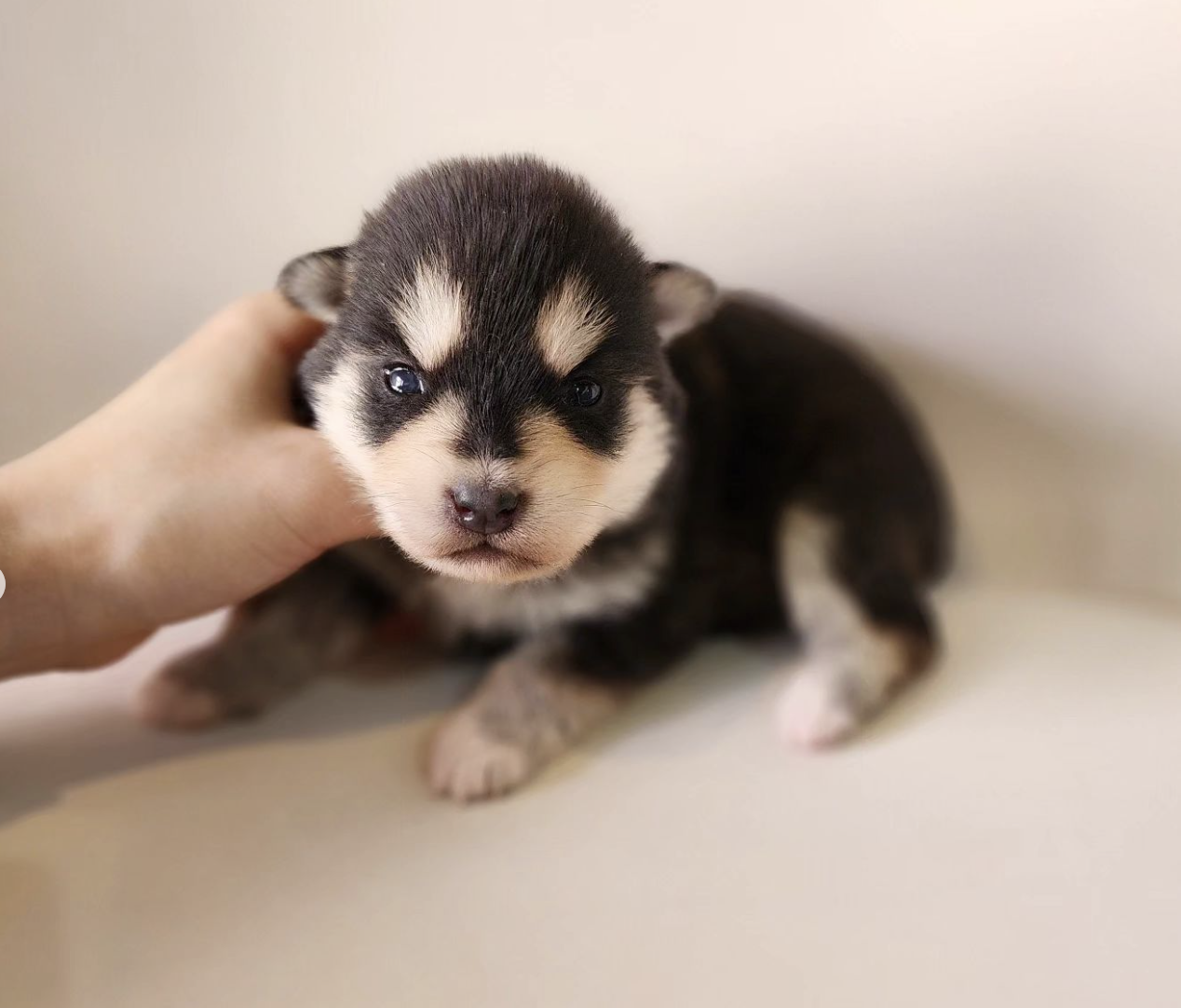 ポンスキー子犬ID()画像3