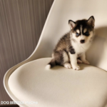 ポンスキー子犬ID()サムネイル画像1