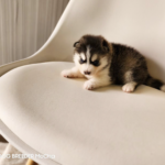 ポンスキー子犬ID()サムネイル画像2