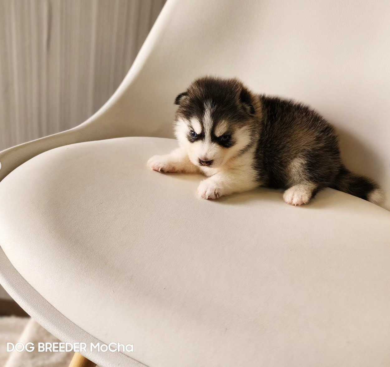 ポンスキー子犬ID()画像2