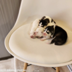 ポンスキー子犬ID()サムネイル画像3