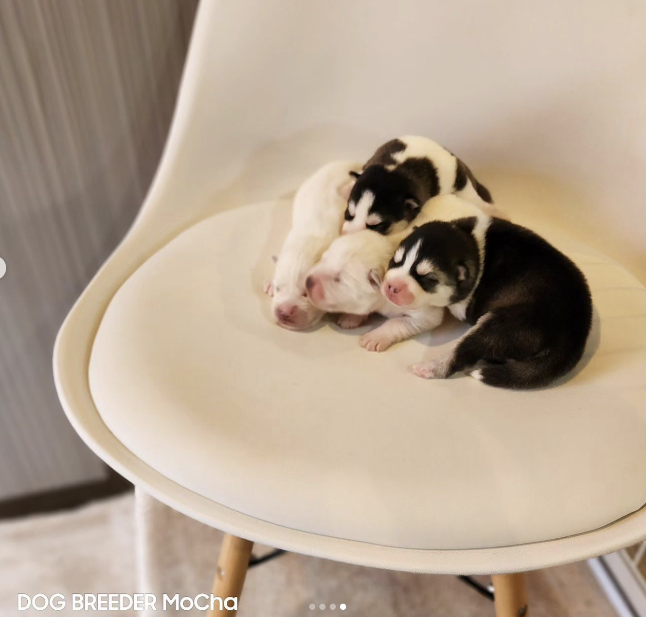 ポンスキー子犬ID()画像3