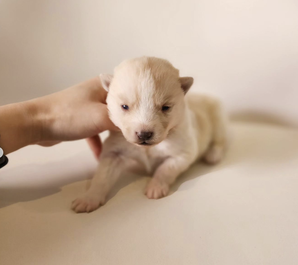 子犬画像