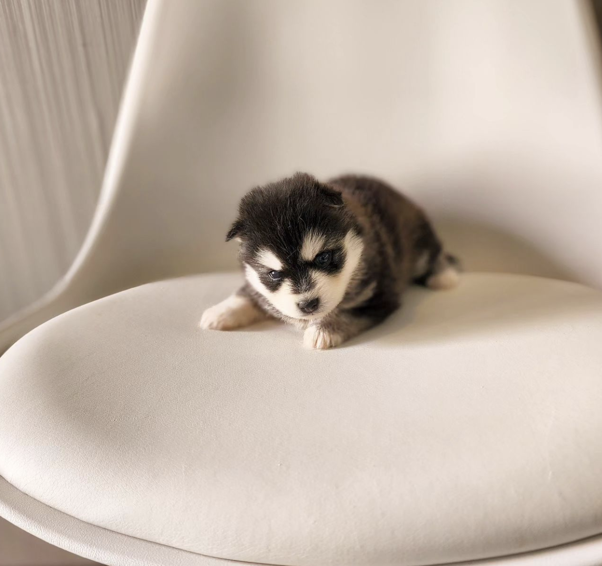 子犬画像2