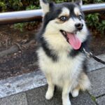 ポンスキー子犬ID()サムネイル画像1