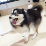 ポンスキー子犬ID()サムネイル画像3