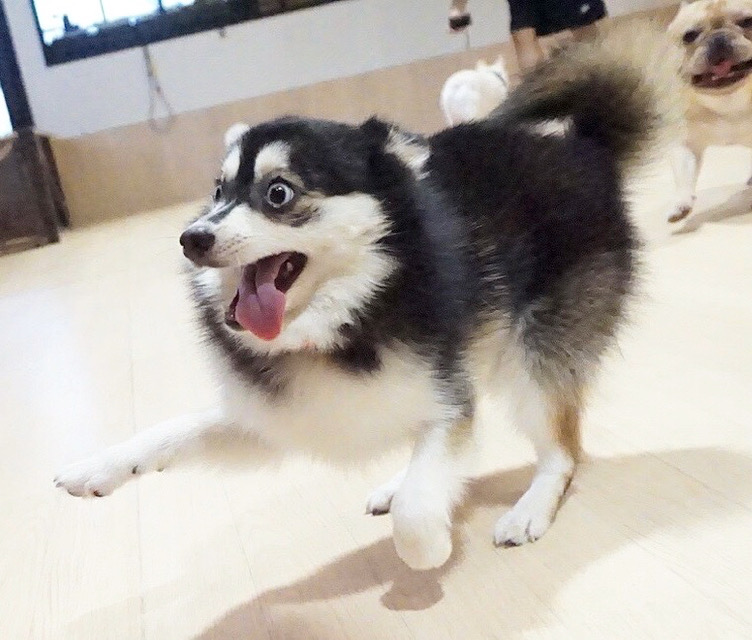 ニケちゃんの画像3