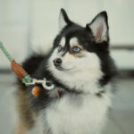 ポンスキー子犬ID()サムネイル画像2