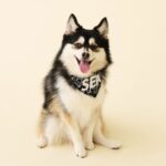 ポンスキー子犬ID()サムネイル画像4