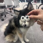 ポンスキー子犬ID()サムネイル画像5