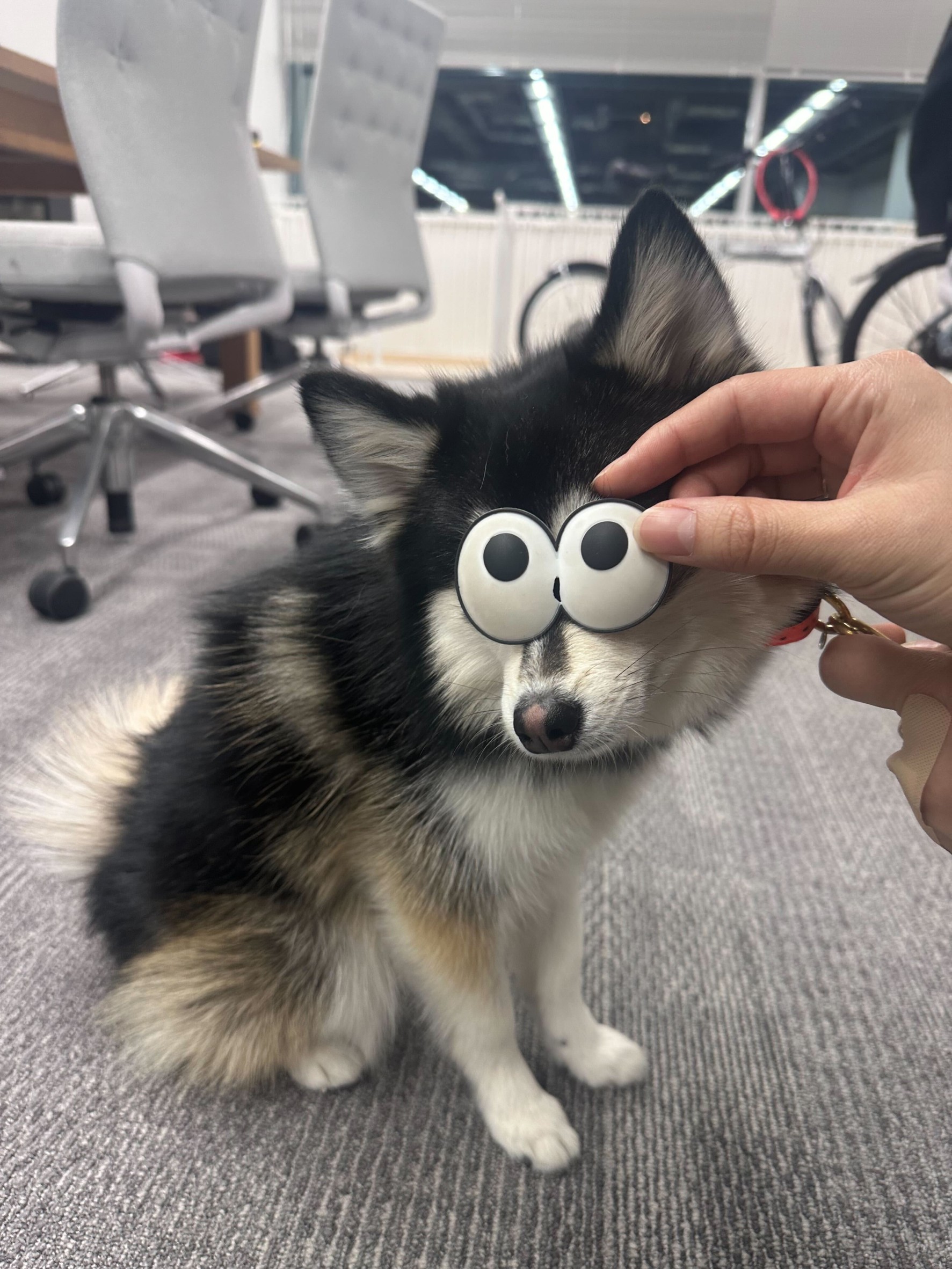ニケちゃんの画像5