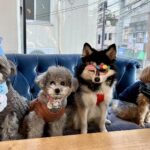 ポンスキー子犬ID()サムネイル画像6