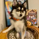 ポンスキー子犬ID()サムネイル画像7