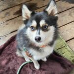 ポンスキー子犬ID()サムネイル画像8