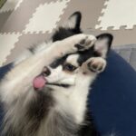 ポンスキー子犬ID()サムネイル画像2