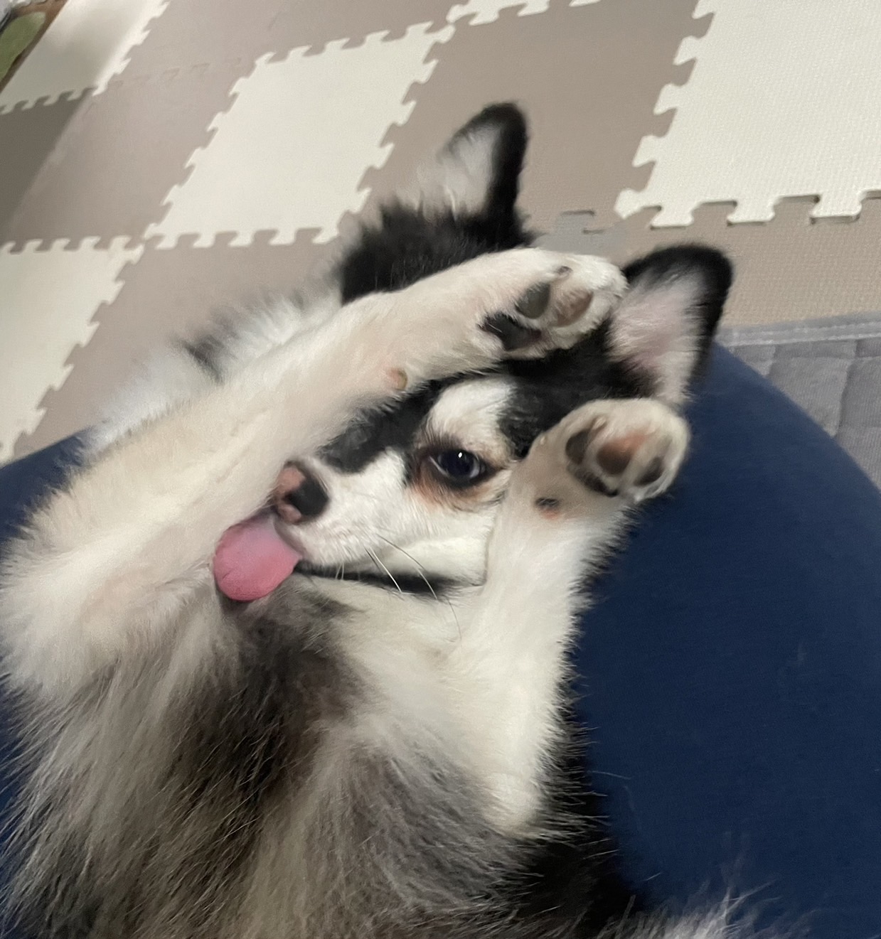 スイちゃんの画像2