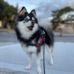 ポンスキー子犬ID()サムネイル画像6