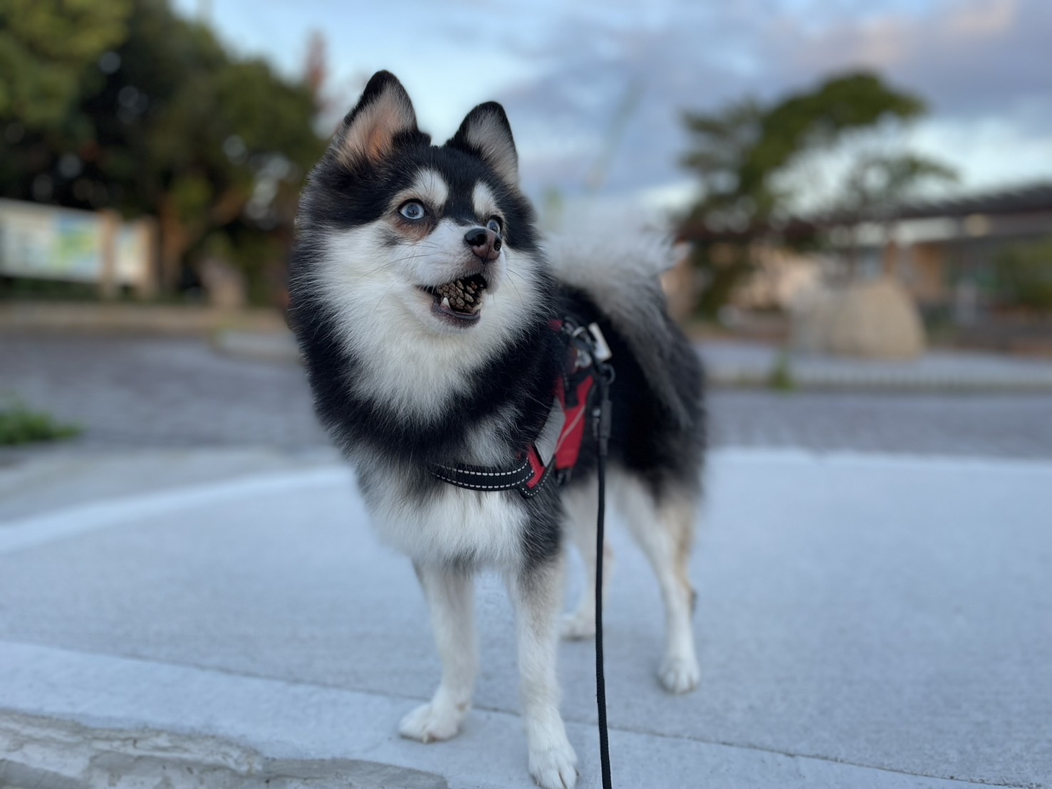 スイちゃんの画像6