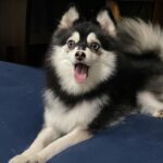 ポンスキー子犬ID()サムネイル画像5