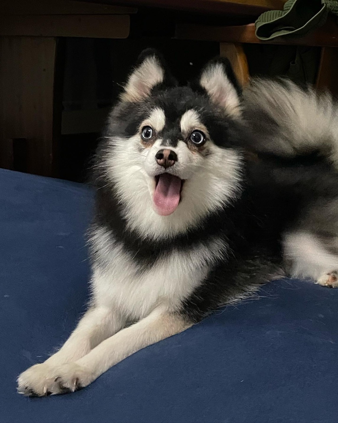 スイちゃんの画像5