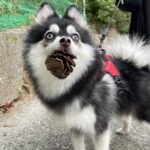 ポンスキー子犬ID()サムネイル画像7