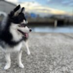ポンスキー子犬ID()サムネイル画像8