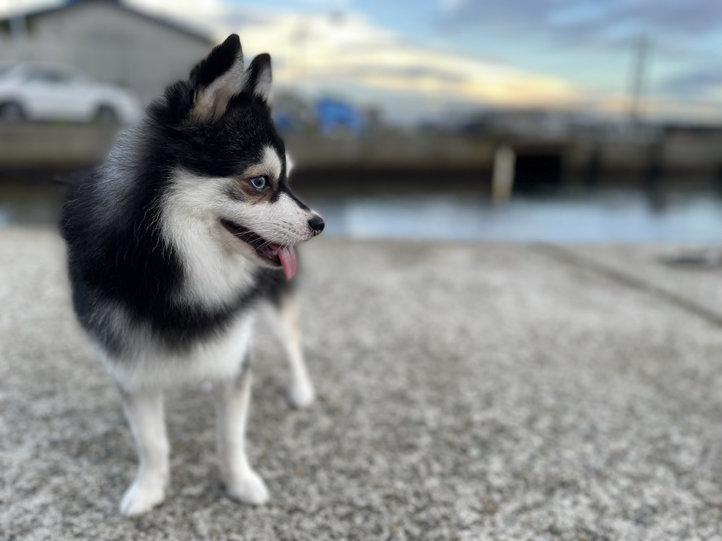 スイちゃんの画像8