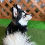ポンスキー子犬ID()サムネイル画像4
