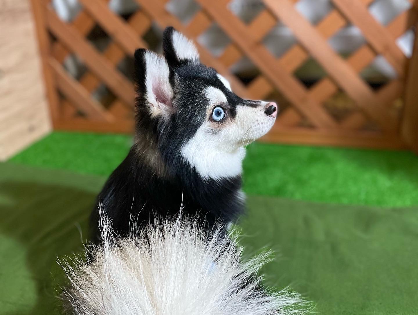スイちゃんの画像4
