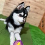 ポンスキー子犬ID()サムネイル画像1