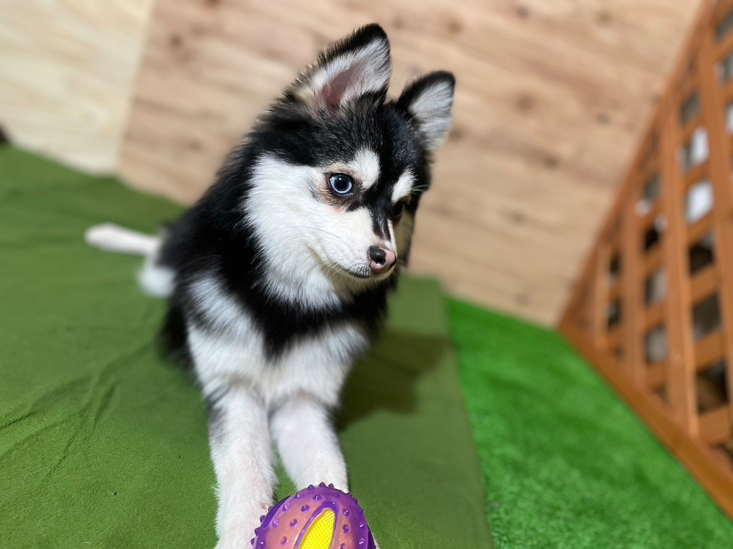 スイちゃんの画像