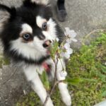 ポンスキー子犬ID()サムネイル画像3