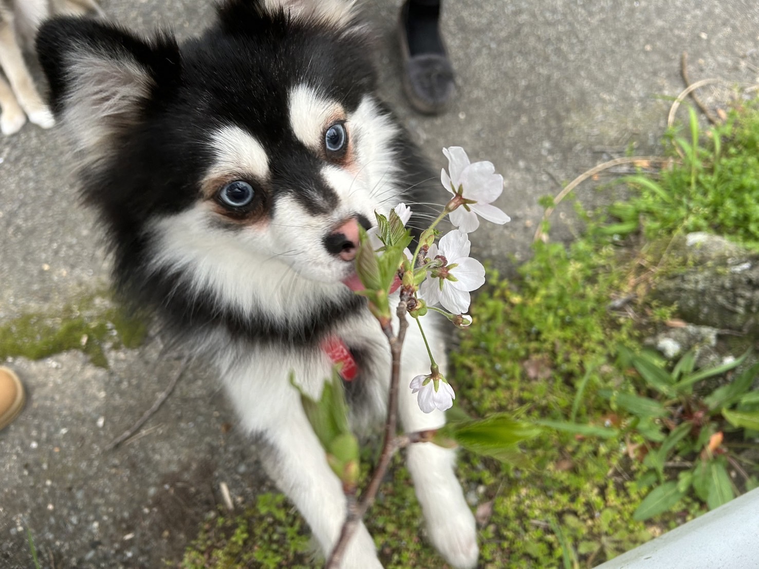 スイちゃんの画像3