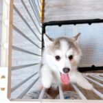 ポンスキー子犬ID()サムネイル画像3