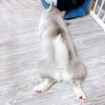 ポンスキー子犬ID()サムネイル画像8